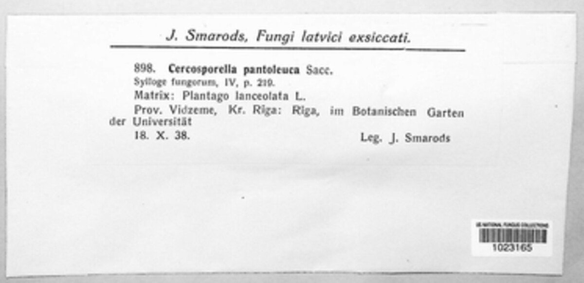 Cercosporella pantoleuca image